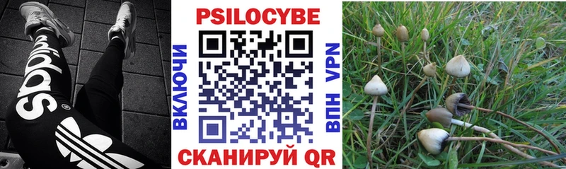 Купить  Волосово  Галлюциногенные грибы Psilocybe 